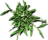 Crabgrass Icon